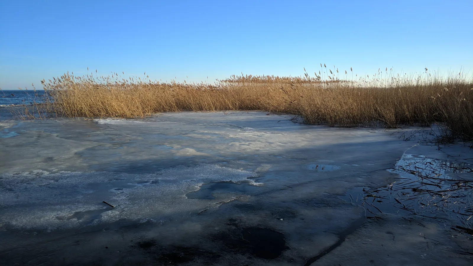 В марте залив освобождается от льда, и у тростника снова видно открытую воду. Фото: Настя Шафранова