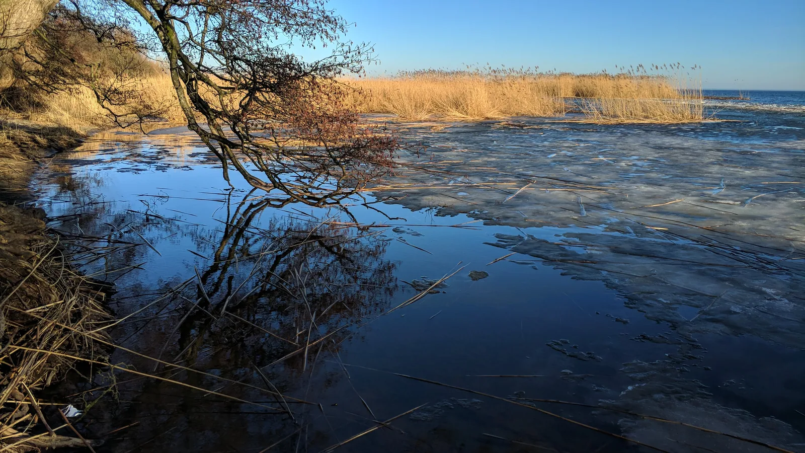 Кромка воды в феврале: лёд у тростника, синее небо в полыньях и тишина, которую слышно. Фото: Настя Шафранова