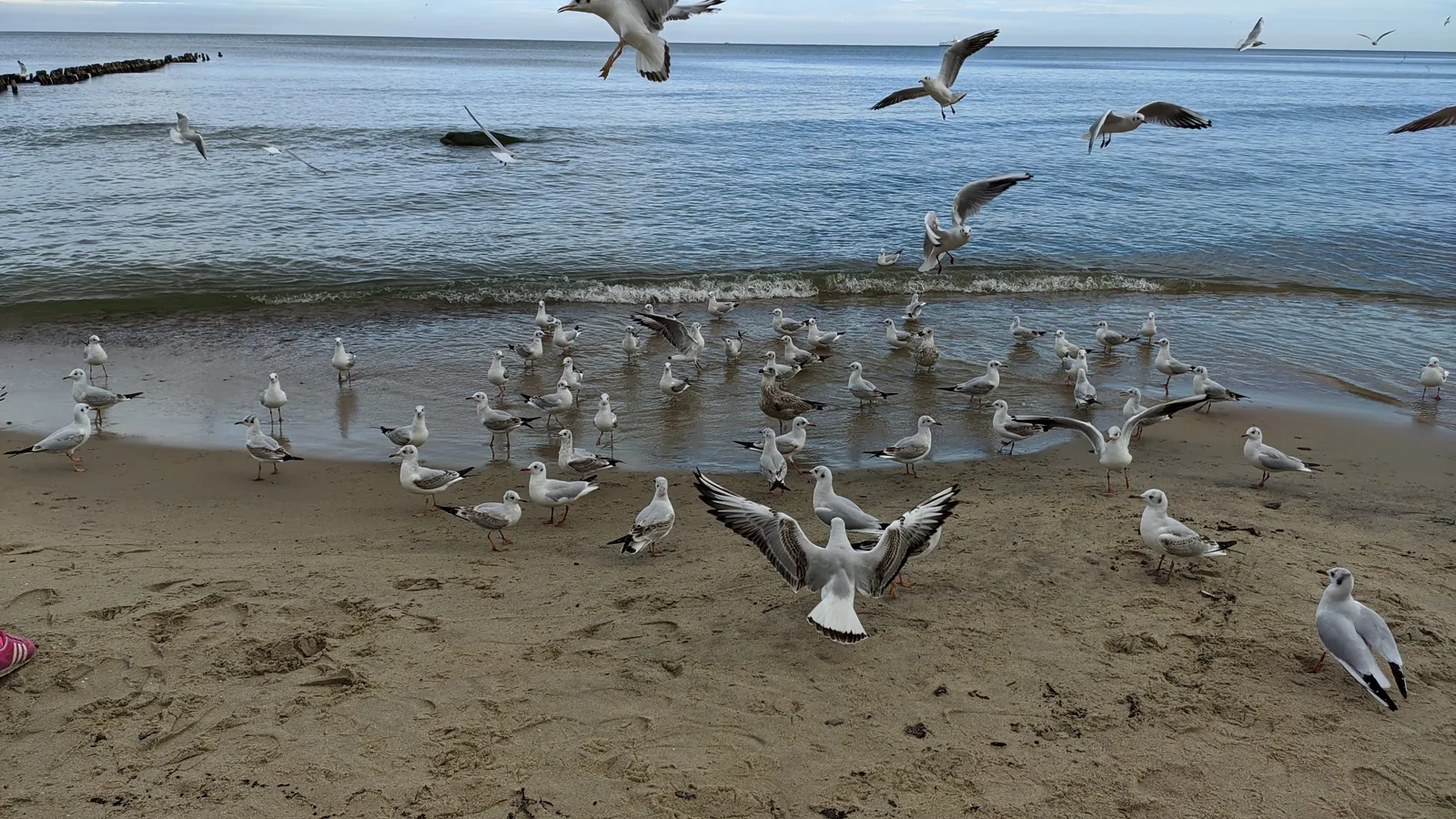 Там, где коса узкая, стаи идут низко над водой, и станции есть что считать. Фото: Настя Шафранова