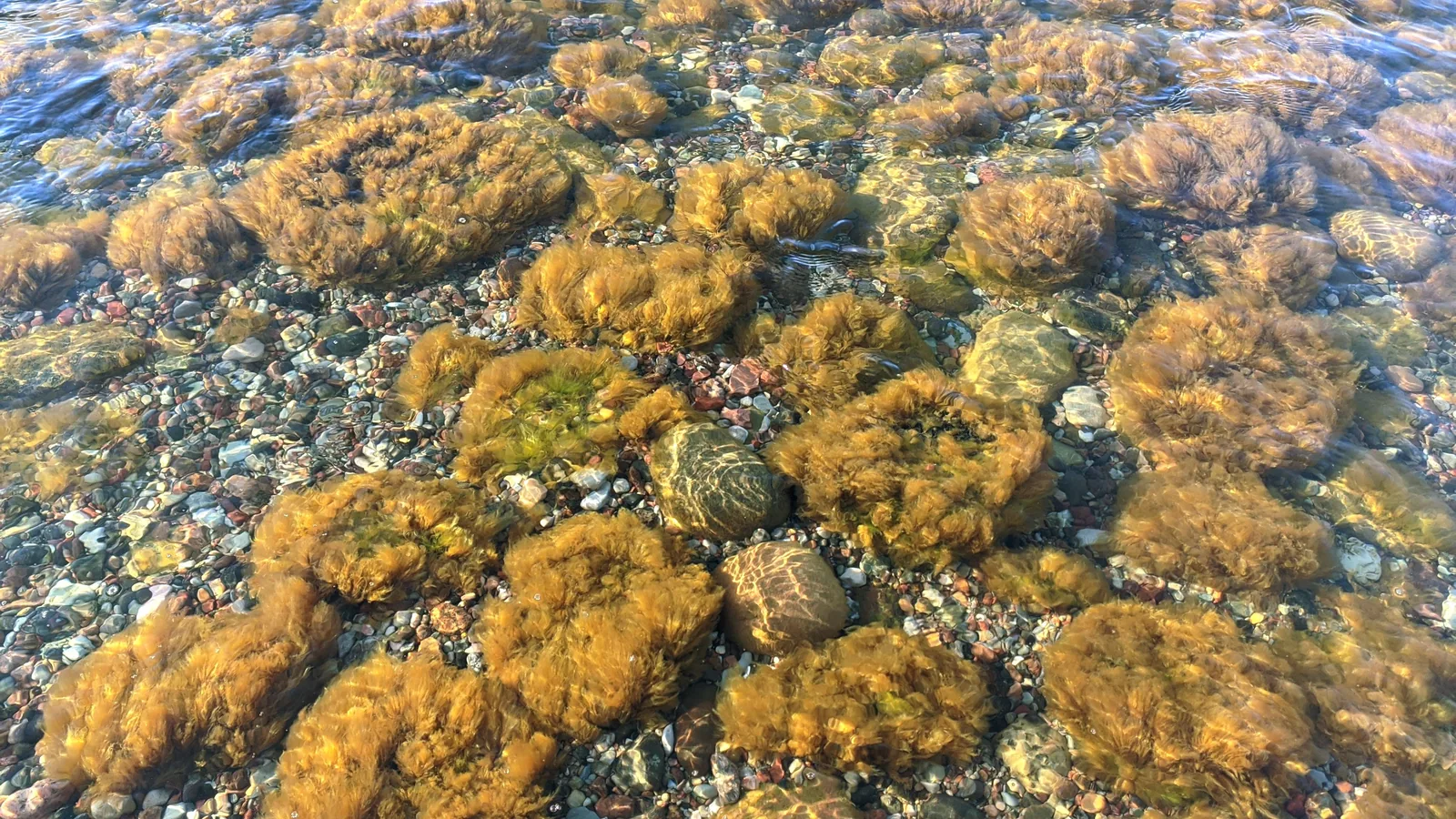 Камни под прозрачной водой, рыжие водоросли, серая галька: у берега вода вообще почти не голубая. Фото: Настя Шафранова