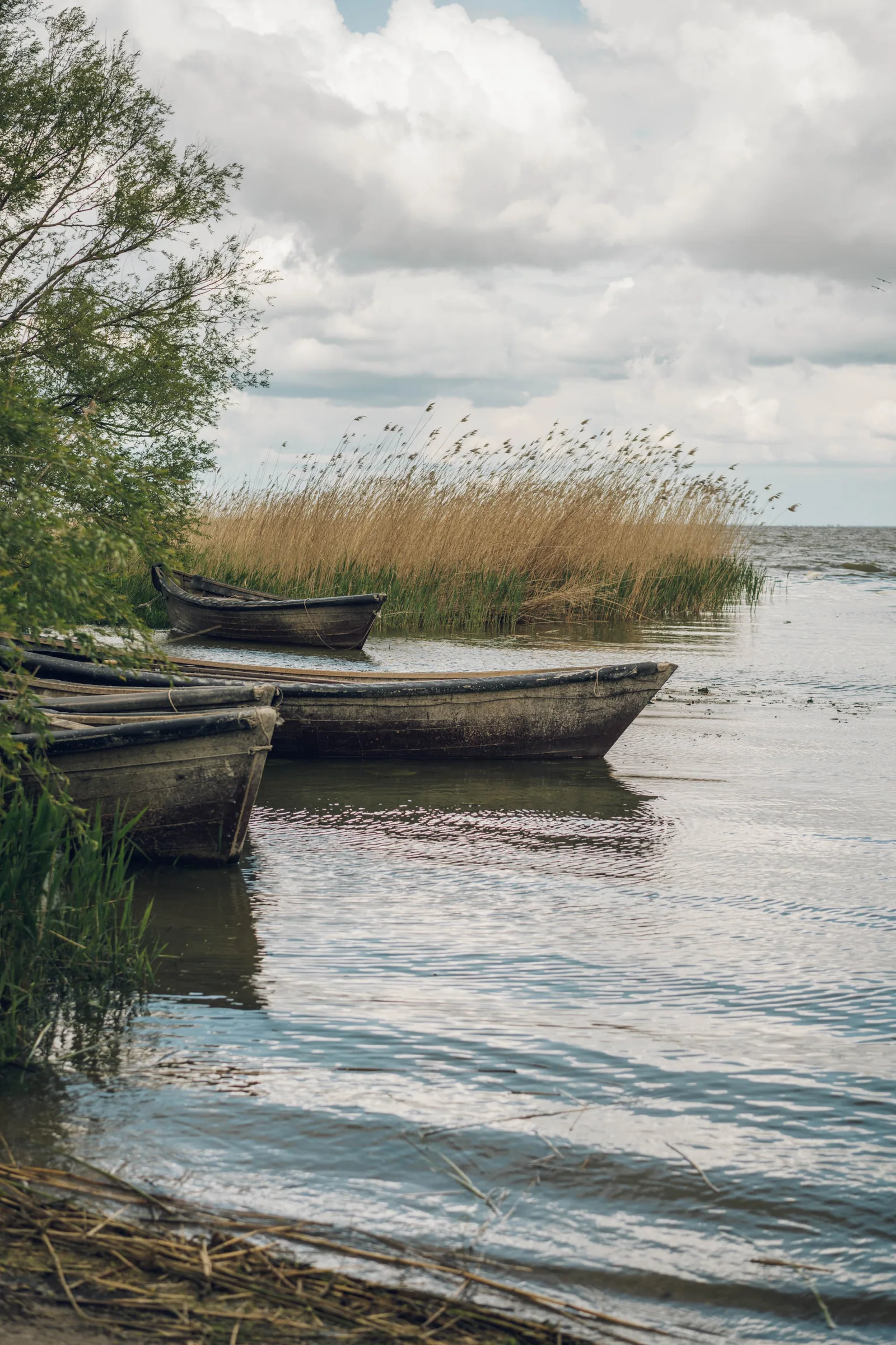 Три лодки у кромки тростника, по воде рябь, над ней облака